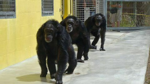 Vignette du programme télé Chimpanzés Made in USA (n°1)