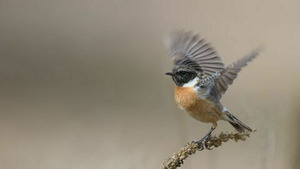 Vignette du programme télé La planète des oiseaux (n°1)