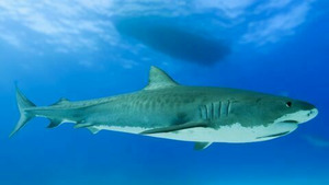 Vignette du programme télé Thalassa, aventures extrêmes (Bahamas, le royaume des requins) S2