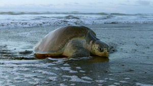 Vignette du programme télé Planète hostile (Sous l'océan) S1 (2/6)