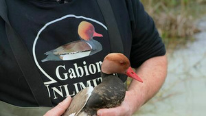 Vignette du programme télé Vent d'Est