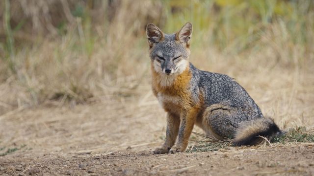 Vignette du programme télé Le renard qui a sauvé son île