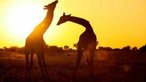 Vignette du programme télé L'Afrique à l'état sauvage (La guerre des sexes) S1 (n°1)