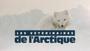 Vignette du programme télé Vétérinaires de l'Arctique (Un pygargue aux urgences) S1 (7/10)
