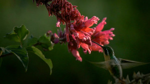 Vignette du programme télé Le jardin extraordinaire S1