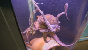 Vignette du programme télé Dans la peau des... (Taureaux et des aigles) S1 (1/3)