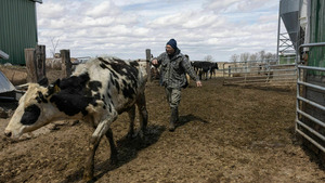 Vignette du programme télé L'incroyable Dr Pol (Un pour tous, tous poulain !) S12 (16/24)