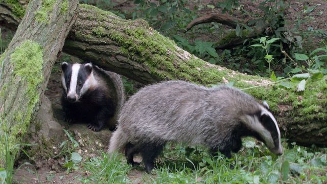 Vignette du programme télé Le blaireau : ce furtif voisin