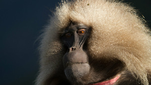 Vignette du programme télé Planète hostile (Sur les cimes) S1 (1/6)