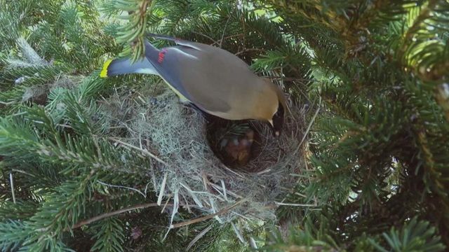Vignette du programme télé Des animaux et des arbres