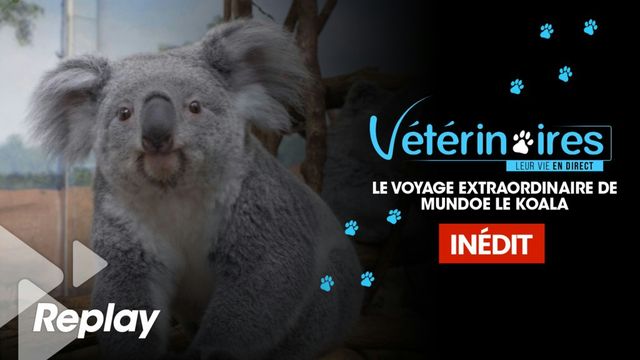 Vignette du programme télé Vétérinaires, leur vie en direct - Saison 2