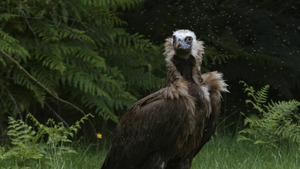 Vignette du programme télé Menace sur le vautour S1 (n°1)