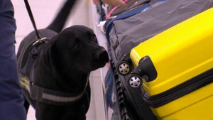 Vignette du programme télé Douanes sous haute surveillance S8 (17/20)