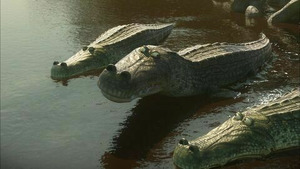 Vignette du programme télé Les as de la jungle à la rescousse (Les marais) S1 (21/52)
