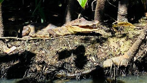 Vignette du programme télé Le Nicaragua : entre volcans, lacs et mers (1/2)