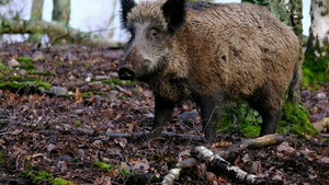 Vignette du programme télé Chasseurs du monde S1 (n°14)