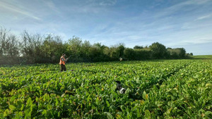 Vignette du programme télé Chiens d'arrêt en plaine