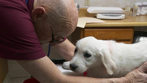 Vignette du programme télé L'incroyable Dr Pol (Baby-boom) S10 (11/20)