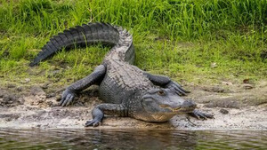 Vignette du programme télé Les défis Locavores S1 (3/10)