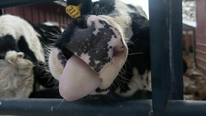 Vignette du programme télé L'incroyable Dr Pol (Gentleman chat-brioleur) S12 (17/24)