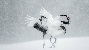 Vignette du programme télé Vincent Munier, éternel émerveillé S1 (n°1)