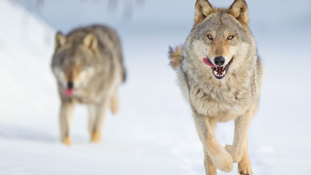 Vignette du programme télé Le loup, un vagabond sans frontière