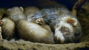 Vignette du programme télé Putois d'Europe, un chasseur infatigable