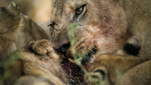 Vignette du programme télé Survie au fil de l'eau (Premier battement) S1 (n°1)