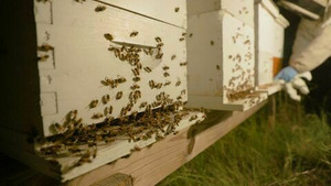 Vignette du programme télé Charlie Bee Company (Plus de ruches !) S2 (2/8)