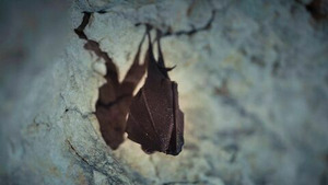 Vignette du programme télé Mondes sauvages (Chauves-souris, les sentinelles de la forêt) S1 (2/3)