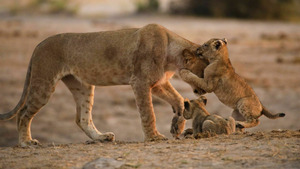 Vignette du programme télé L'Afrique à l'état sauvage (Né pour survivre) (n°2)