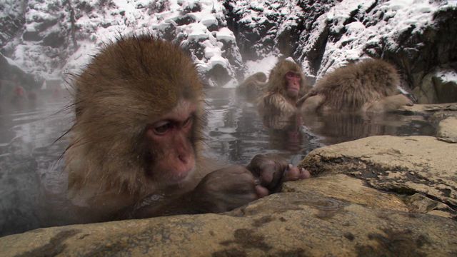 Vignette du programme télé Le livre de la jungle : mission safari - Saison 1