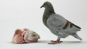 Vignette du programme télé Intelligence animale (Pigeons savants) S1 (n°3)