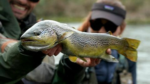 Vignette du programme télé Grandes truites de printemps à la mouche