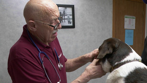 Vignette du programme télé L'incroyable Dr Pol (Chair de poule) S10 (12/20)