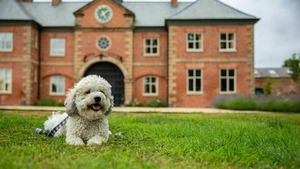 Vignette du programme télé La dog Académie S1 (2/4)