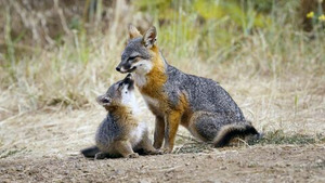 Vignette du programme télé Le renard qui a sauvé son île