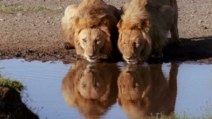 Vignette du programme télé Les animaux déraillent (Intrépides et violents) S2 (2/10)