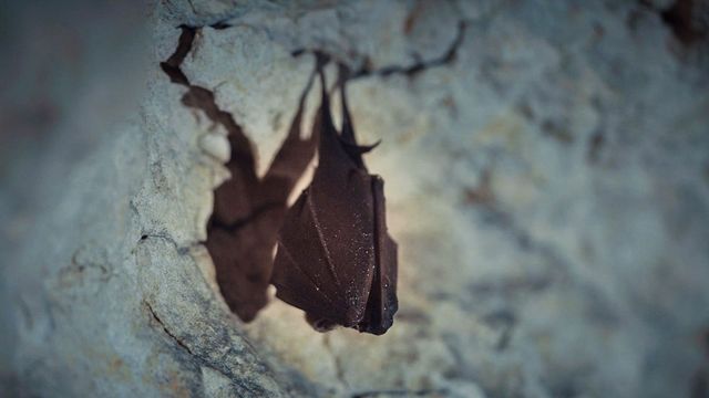 Vignette du programme télé Mondes sauvages - Saison 1