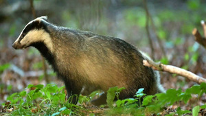 Vignette du programme télé Le blaireau : ce furtif voisin