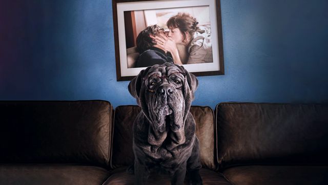 Vignette du programme télé Mon chien Stupide