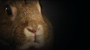 Vignette du programme télé Les super-pouvoirs des lapins S1 (n°1)