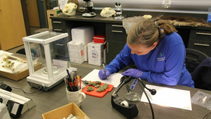 Vignette du programme télé Vétérinaires de l'Arctique (Coeur de loup) S1 (6/10)