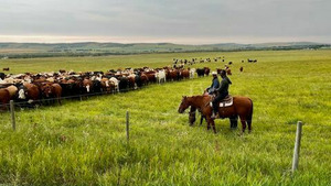 Vignette du programme télé Voyages extraordinaires avec Patrick Aryee (Les bisons des grandes plaines) S1 (n°1)