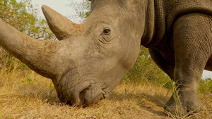 Vignette du programme télé Rhinocéros : l'art d'élever sa famille S1 (n°1)