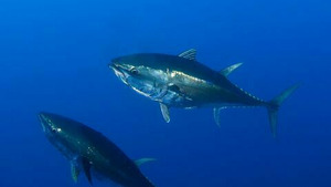 Vignette du programme télé La quête des poissons trophées (Le thon rouge) S1 (n°5)