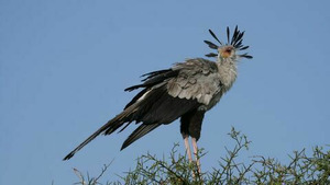 Vignette du programme télé Les zarbis : drôles de têtes (Bêtes curieuses) S2 (2/2)