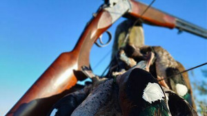 Vignette du programme télé Tous fous du calibre 20 (Sauvagine en Argantine) S3 (n°1)