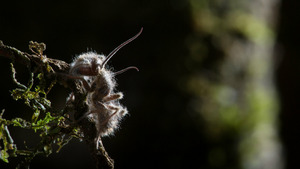 Vignette du programme télé Planète hostile (Au coeur de la jungle) S1 (4/6)