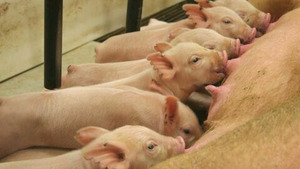 Vignette du programme télé Intelligence animale (Cochons savants) S1 (1/4)